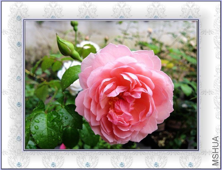 ��ݮɽ