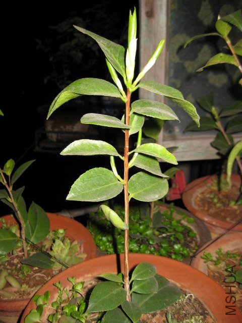 ��ͽ�7 (9).JPG