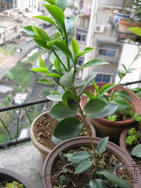 ����˿ (9).JPG