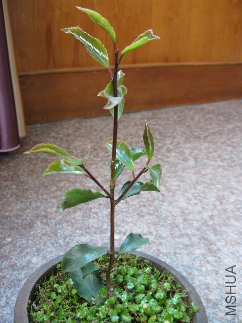 ��ħ��1 (6).JPG