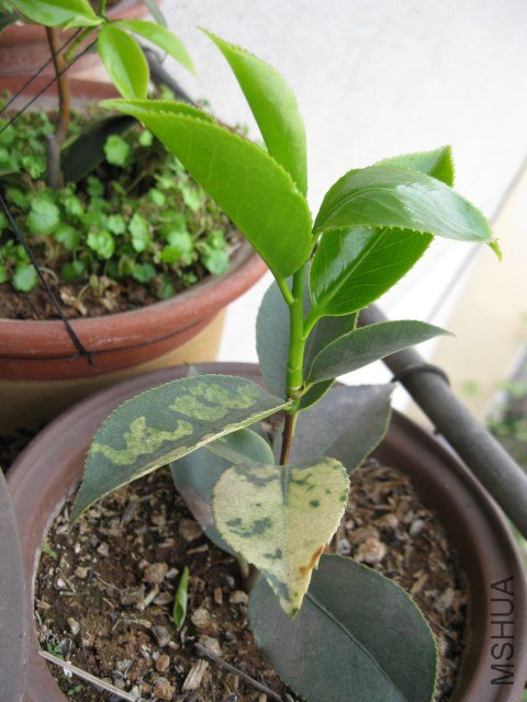 ����1 (7).JPG