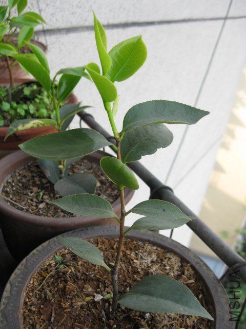 ţ��������4 (5).JPG