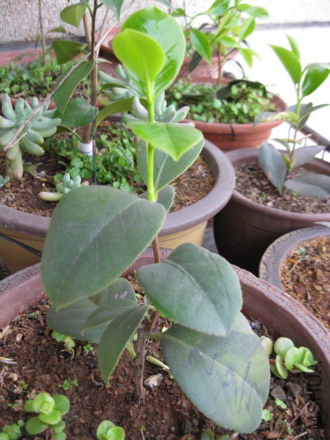 Ů��2�� (6).JPG