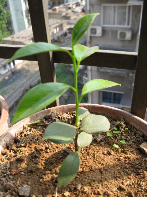 Ƥ˹������ (5).JPG