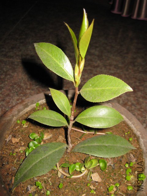 ������֮��6 (3).JPG