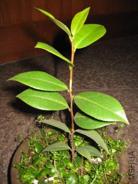 ������֮��6 (6).JPG