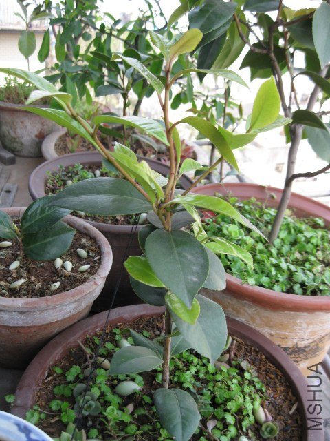 ά������������7 (9).JPG