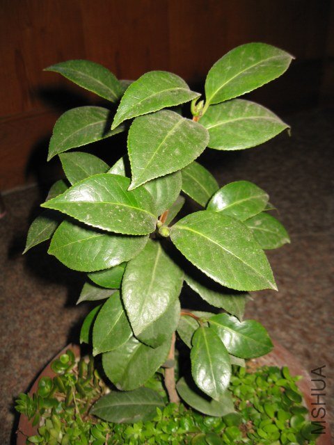 ά������������7 (10).JPG