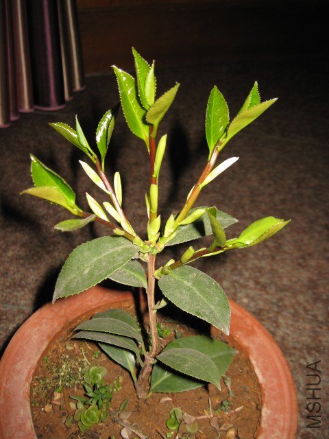 ����ɯ��֯Ů9 (10).JPG