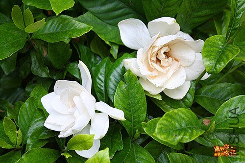 ��Ƭ 068_����.jpg