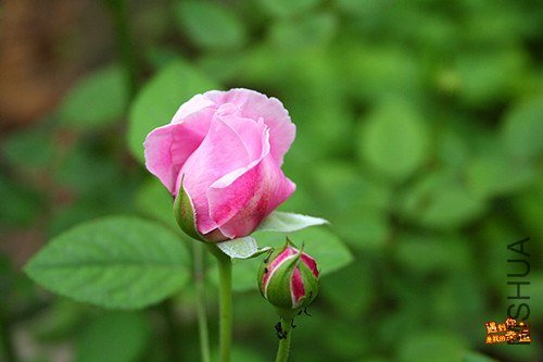 ��Ƭ 087_A����.jpg