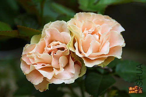 ��Ƭ 089_����.jpg