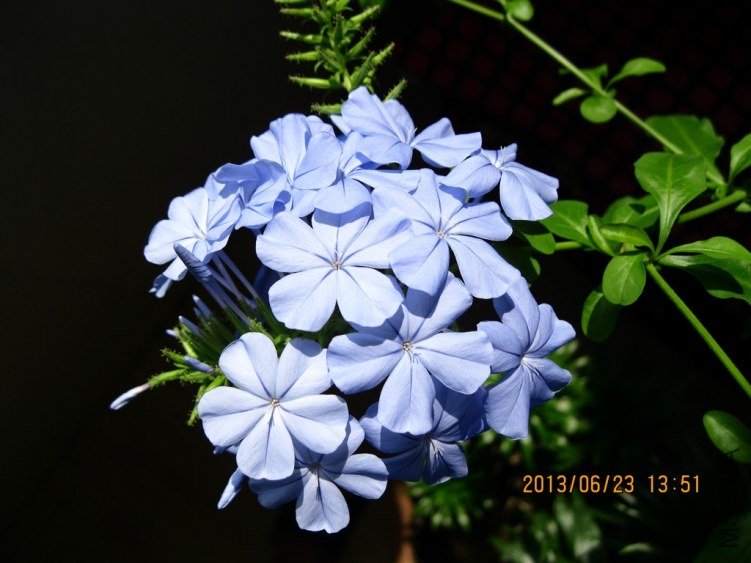 IMG_3664a.jpg