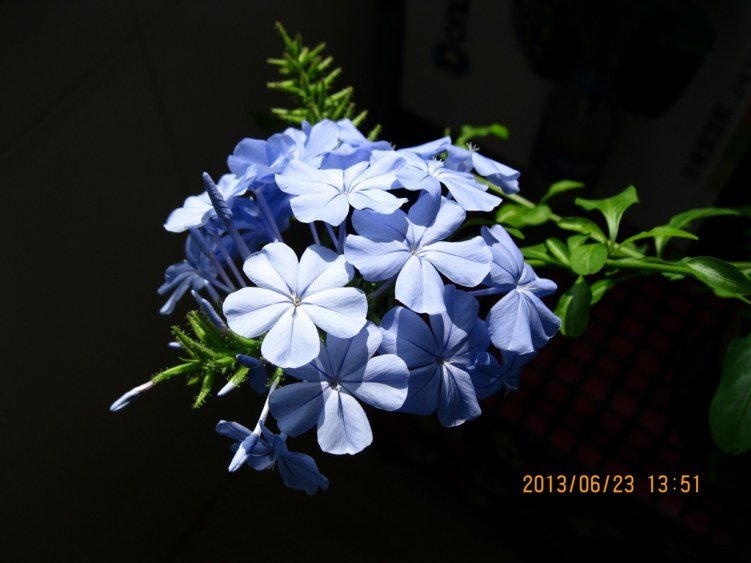 IMG_3666a.jpg