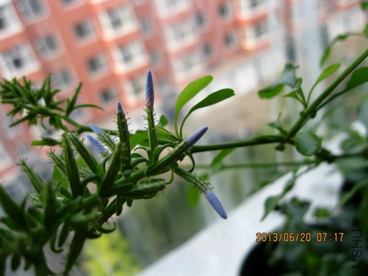 IMG_3626a.jpg