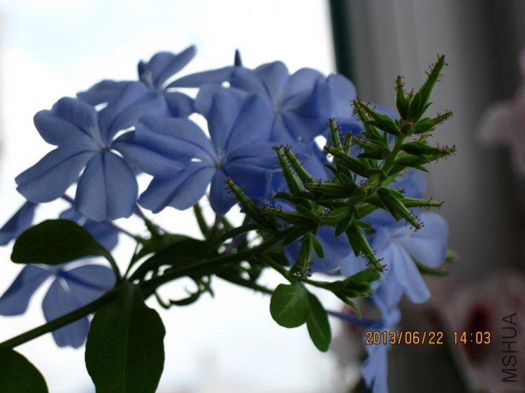 IMG_3641a.jpg