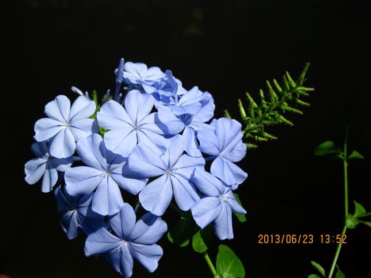 IMG_3668a.jpg