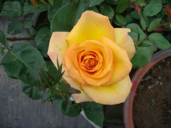 DSC01576.JPG
