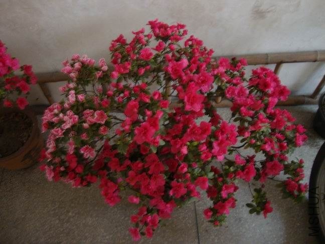 DSC01580.JPG