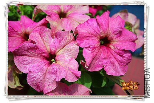 ��Ƭ 219a_����.jpg