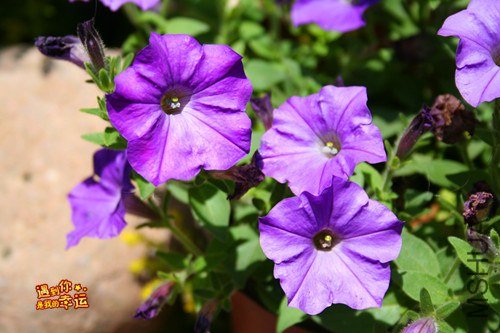 ��Ƭ 184_����.jpg