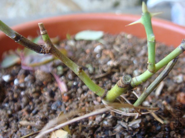 DSC06714.JPG