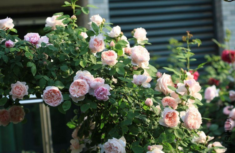 QQͼƬ20130624194141.jpg