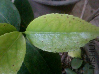 IMG0281A.jpg