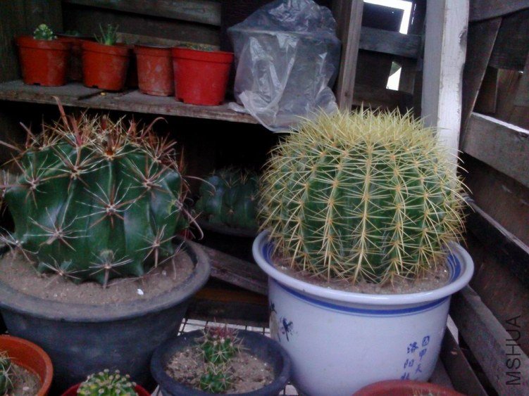 IMG0624182400.jpg