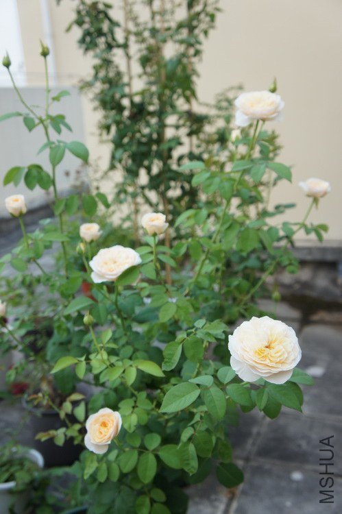 DSC09089.jpg