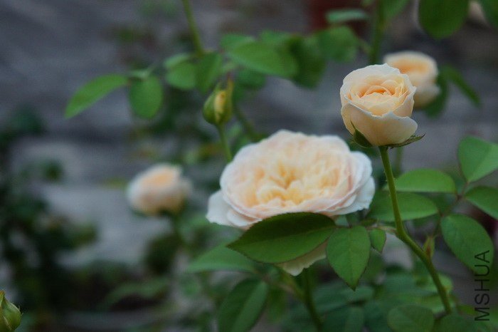 DSC09095.jpg