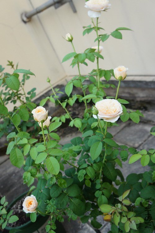 DSC09099.jpg