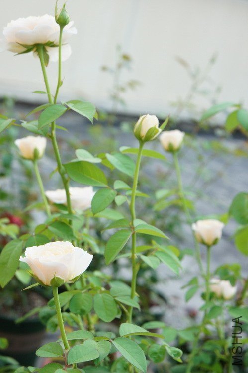 DSC09119.jpg