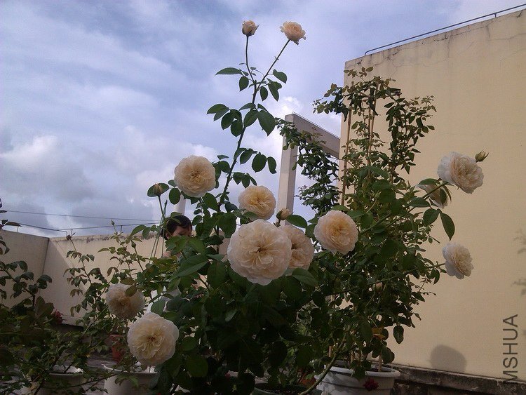 IMG_20130622_174142.jpg