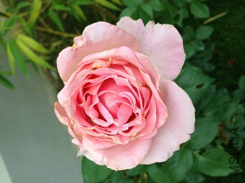 ��Ƭ 046_����.jpg