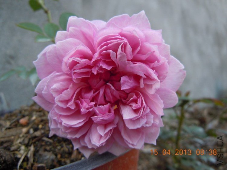 ����ɯ����Ů