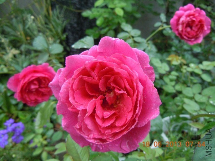 ����Ů��