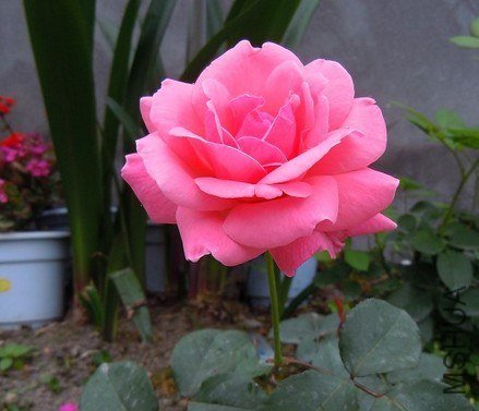 �������¼�