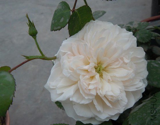 �����׳Ǳ�