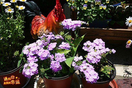 ��Ƭ 174_����.jpg