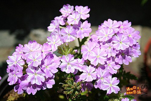 ��Ƭ 180_����.jpg