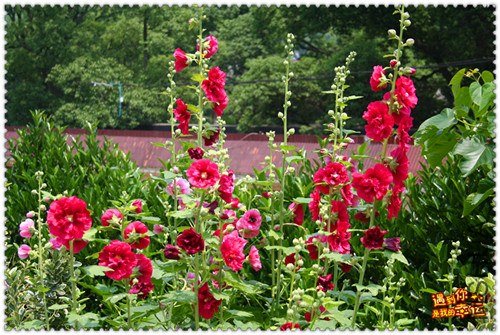 ��Ƭ 018_����.jpg