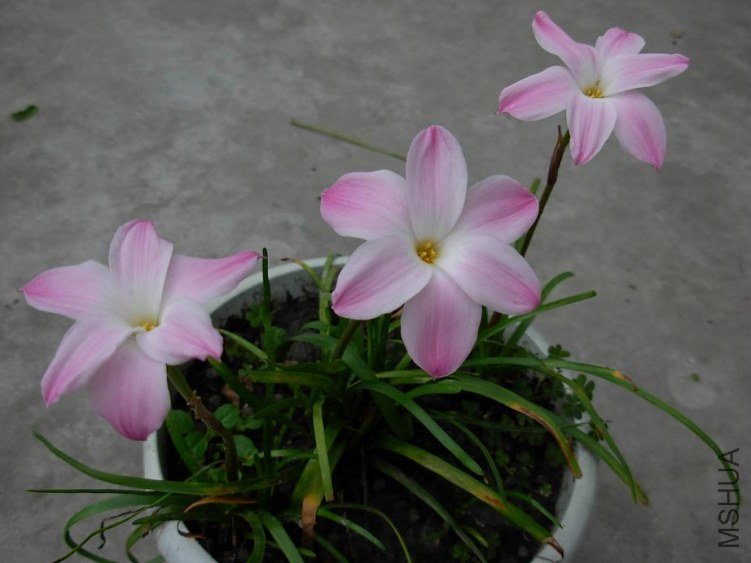 DSCN3215g.JPG