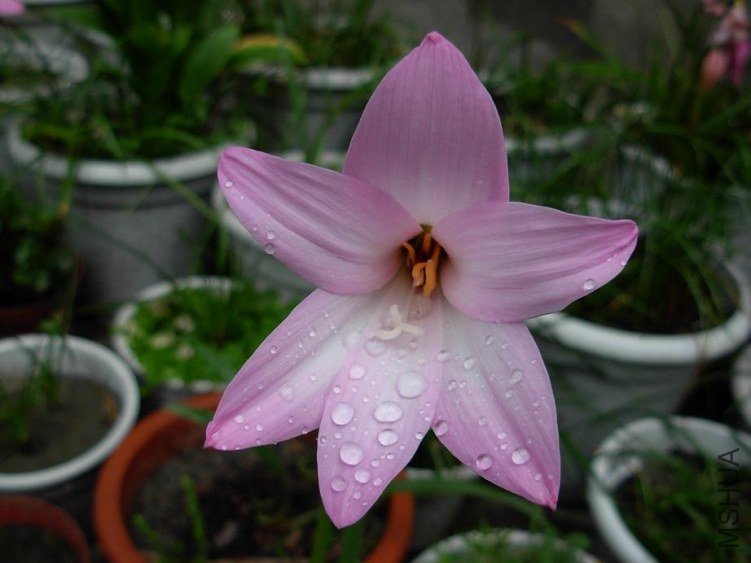 Habranthus 'Cherry Pink'g.JPG