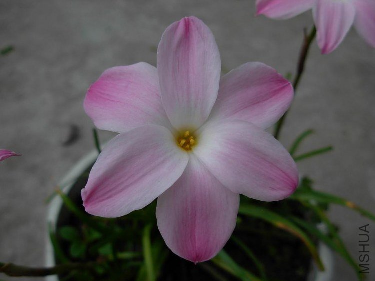Labuffarosa 'Pink' hybrids g.JPG