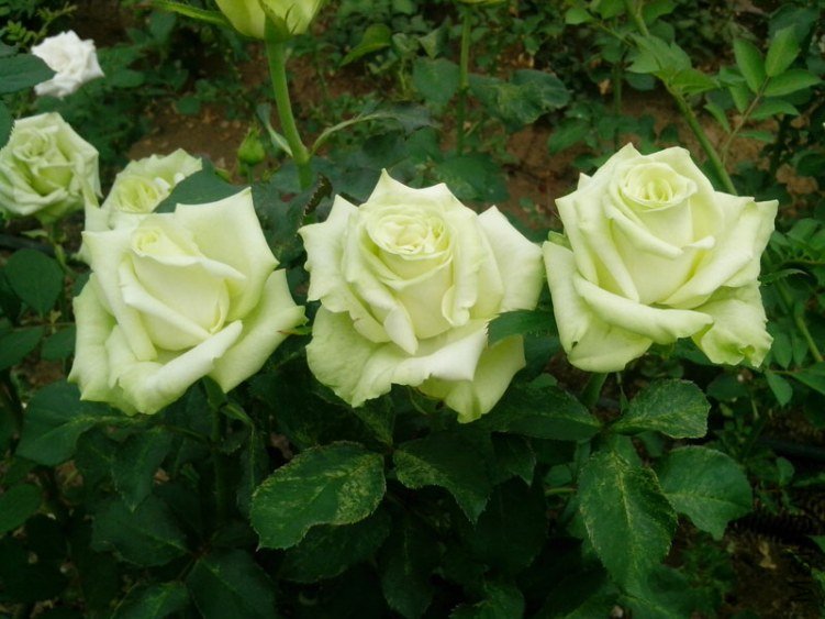 IMG_20130625_143051.jpg