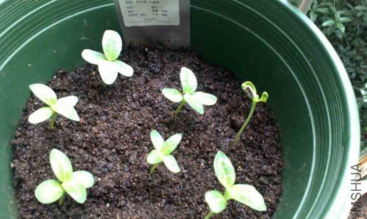 ��΢Ц���տ�