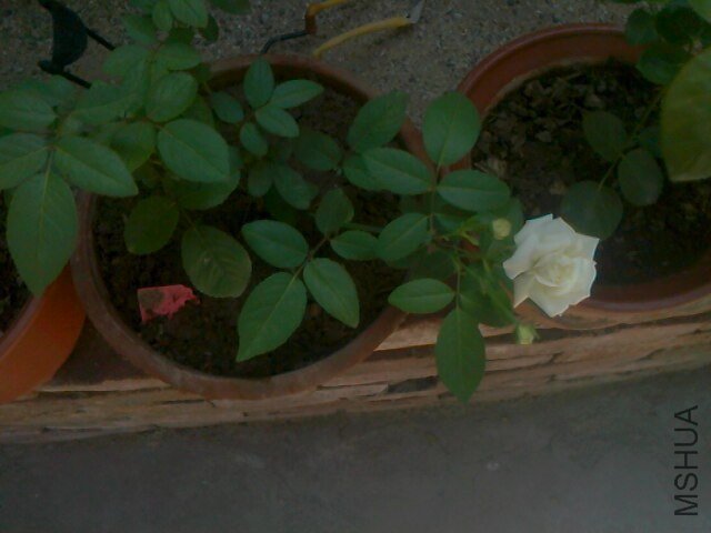 IMG0627105800.jpg