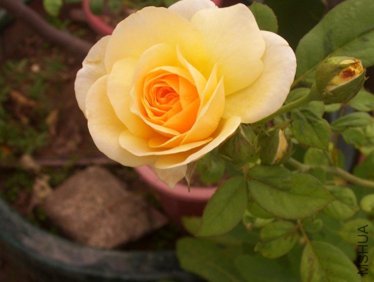 100_0515.JPG