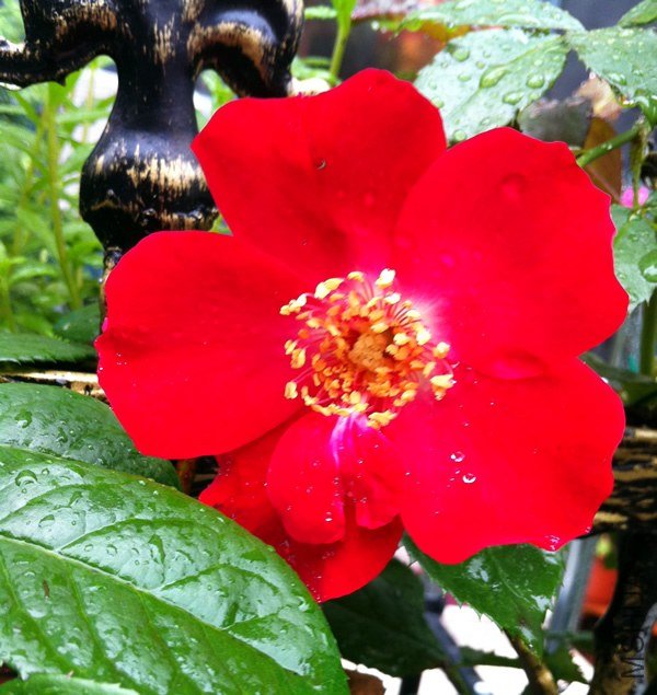 �����ɵ�20130627.jpg